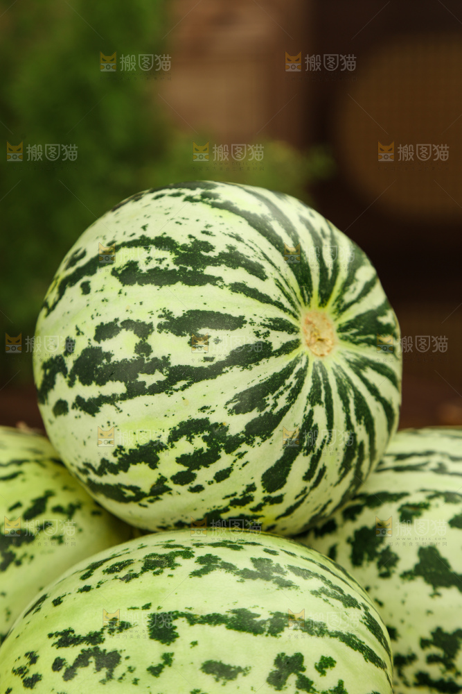 花蕾甜瓜