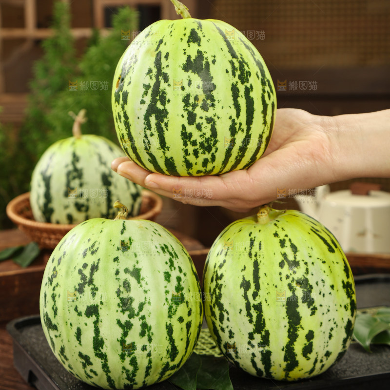 花蕾甜瓜