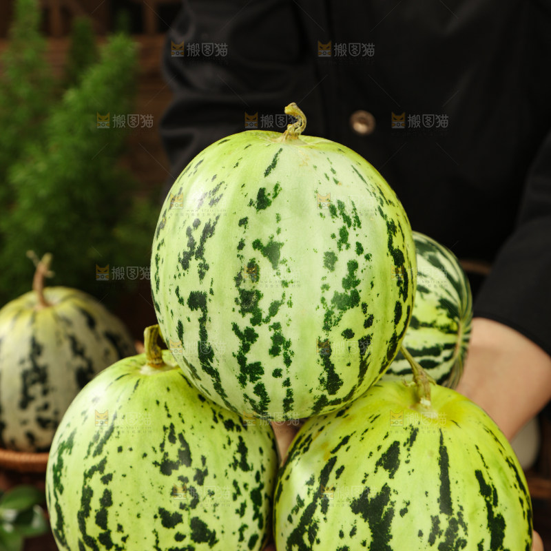 花蕾甜瓜