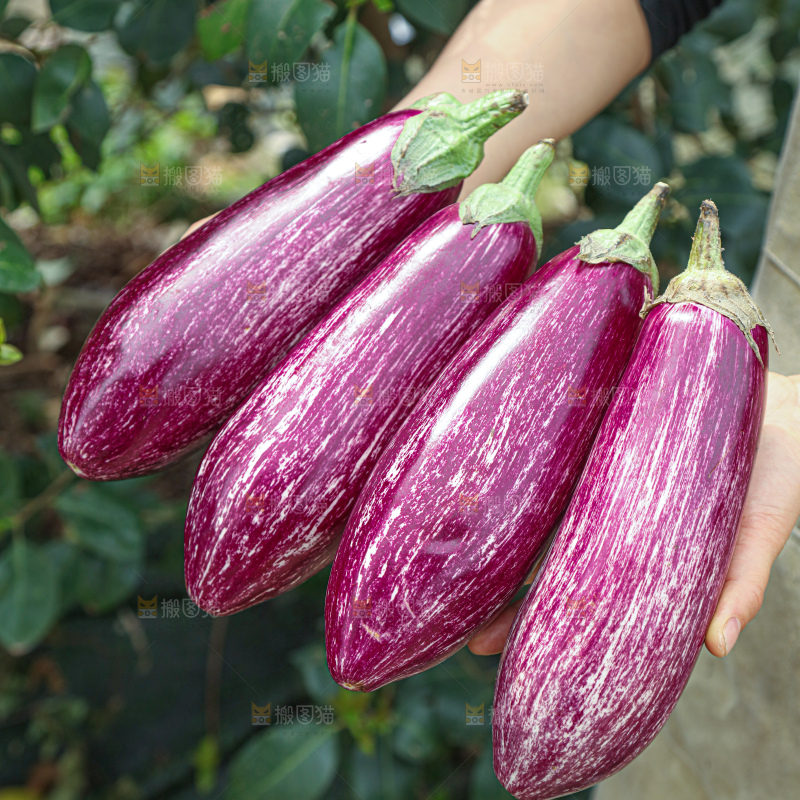 花皮彩茄子