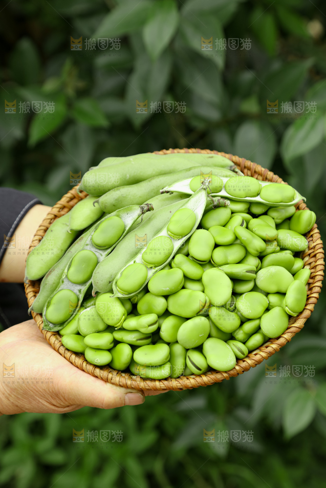 蚕豆