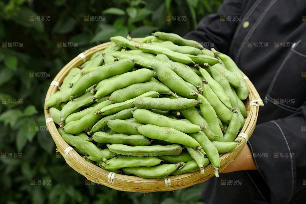 蚕豆