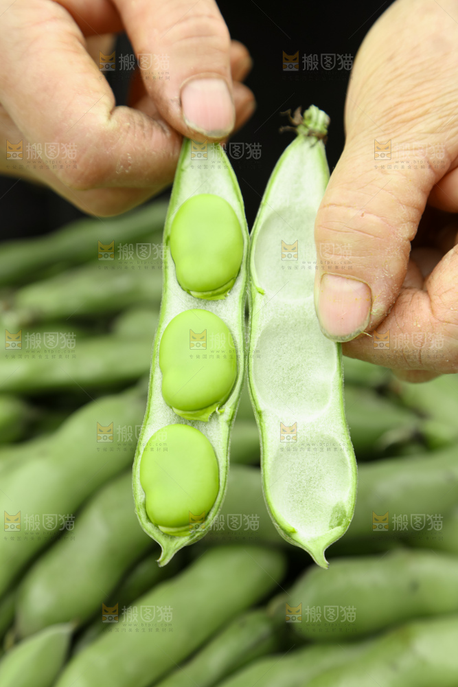 蚕豆