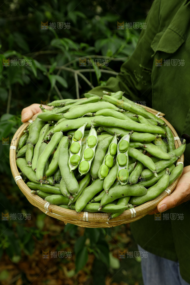 蚕豆