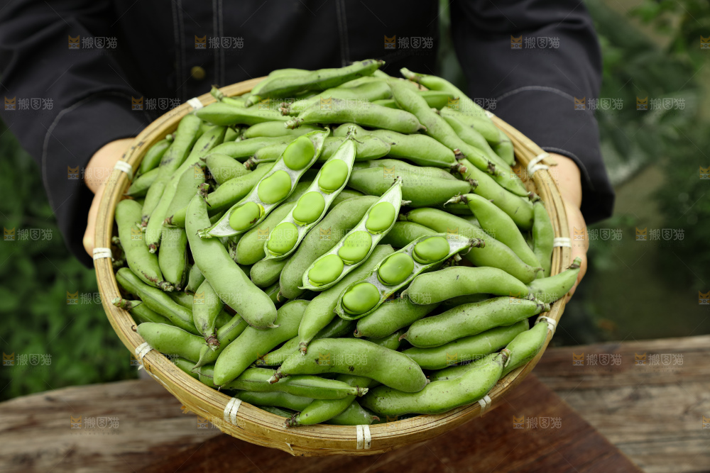 蚕豆