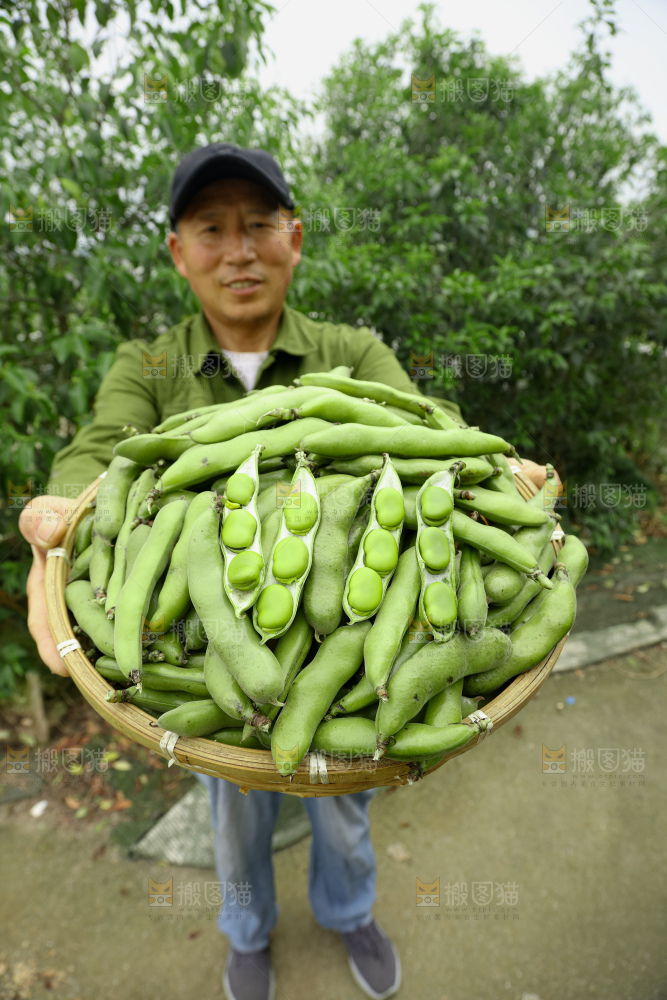蚕豆