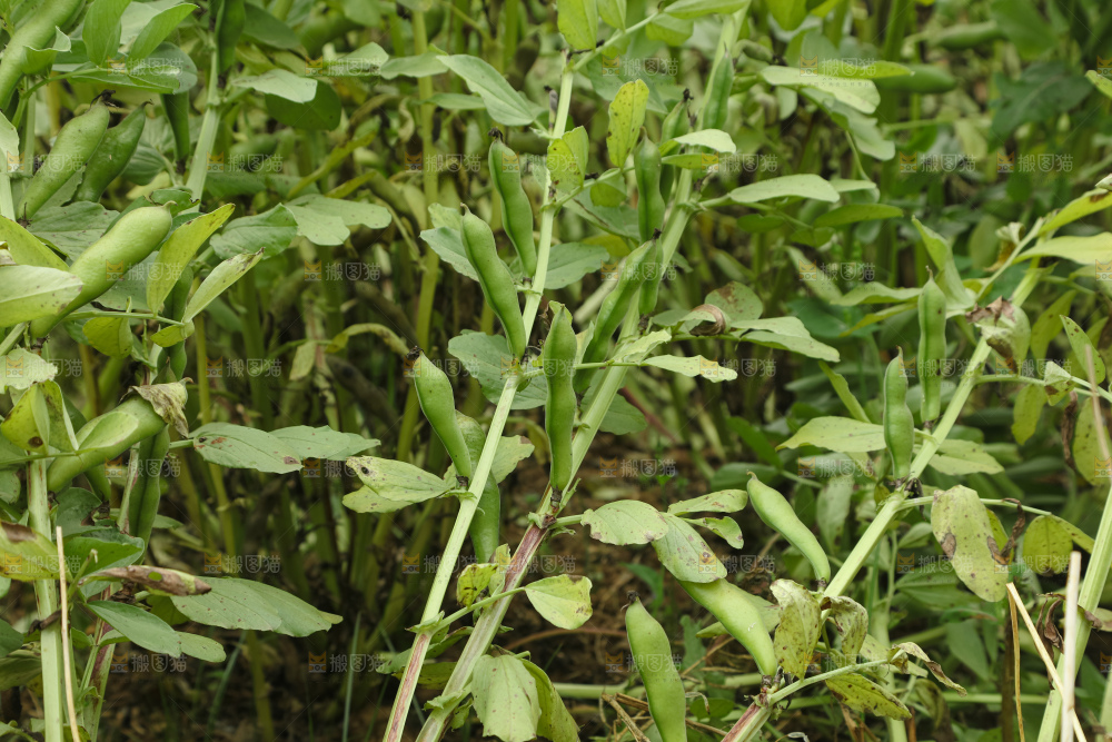 蚕豆 蚕豆田
