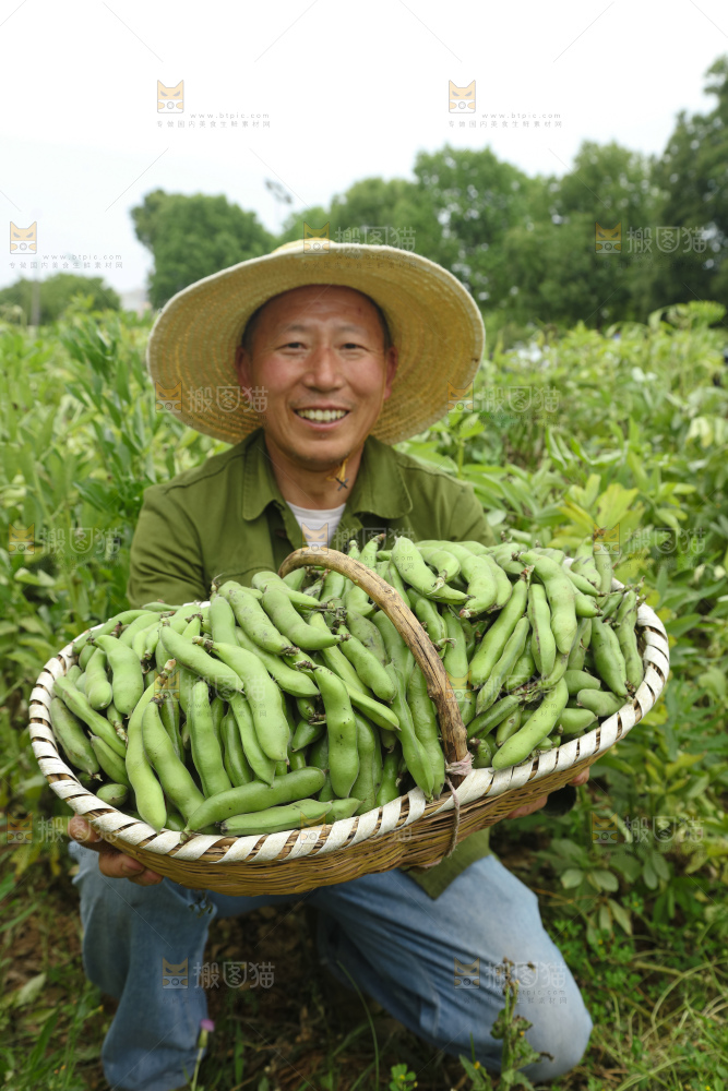 蚕豆
