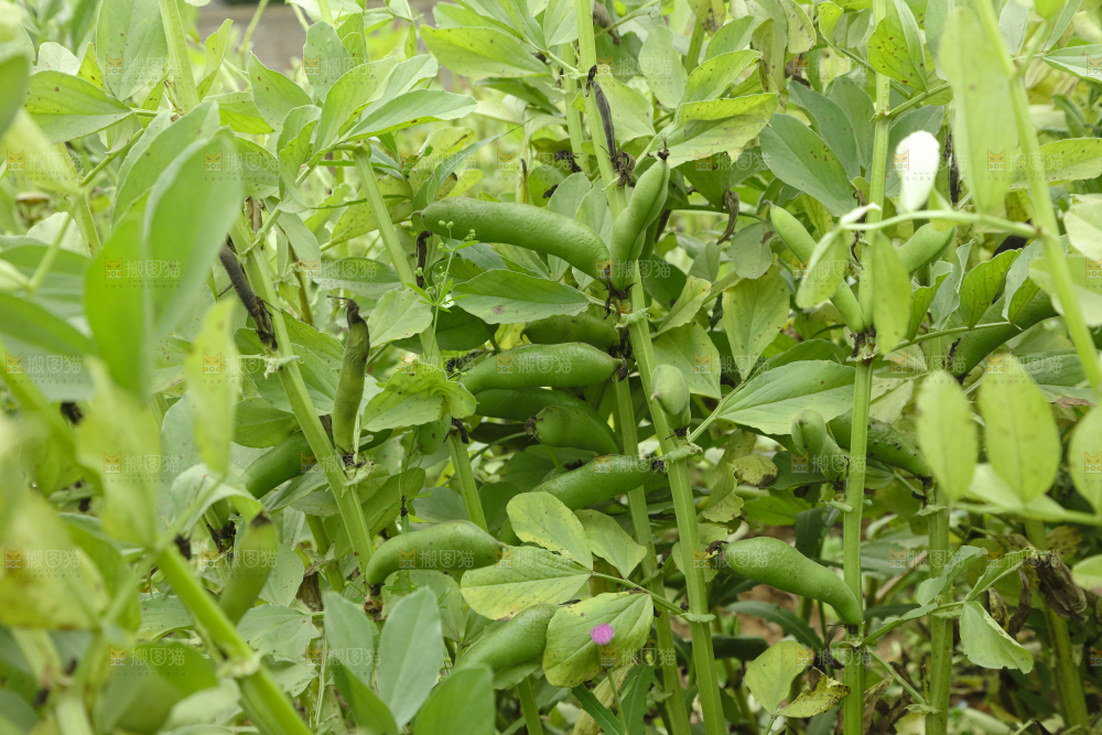 蚕豆 蚕豆田