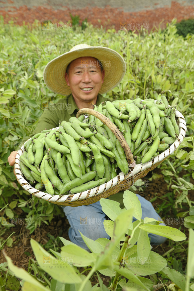 蚕豆