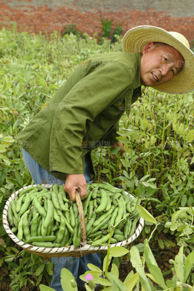 蚕豆