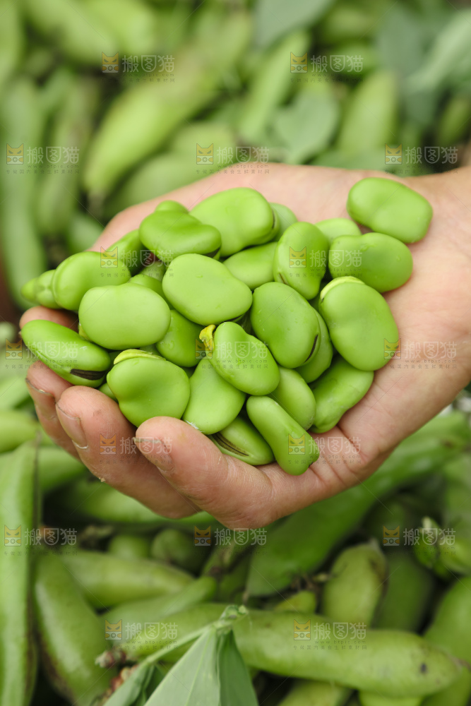 蚕豆