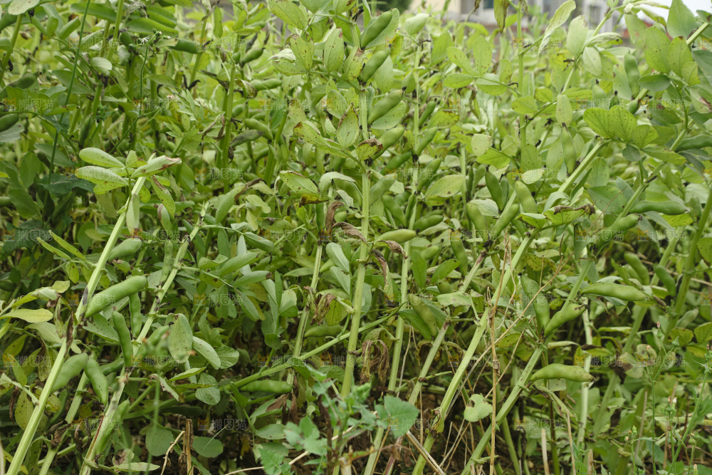 蚕豆 蚕豆田