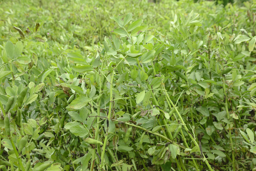 蚕豆 蚕豆田