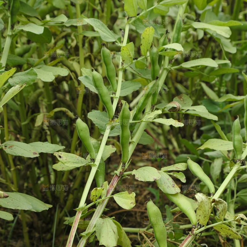 蚕豆 蚕豆田