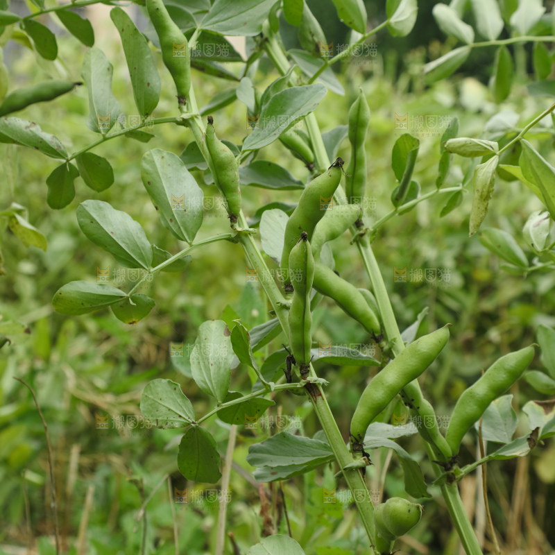 蚕豆 蚕豆田