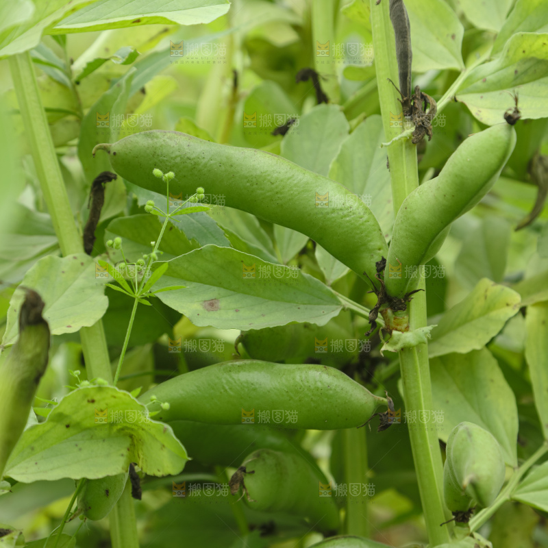 蚕豆 蚕豆田