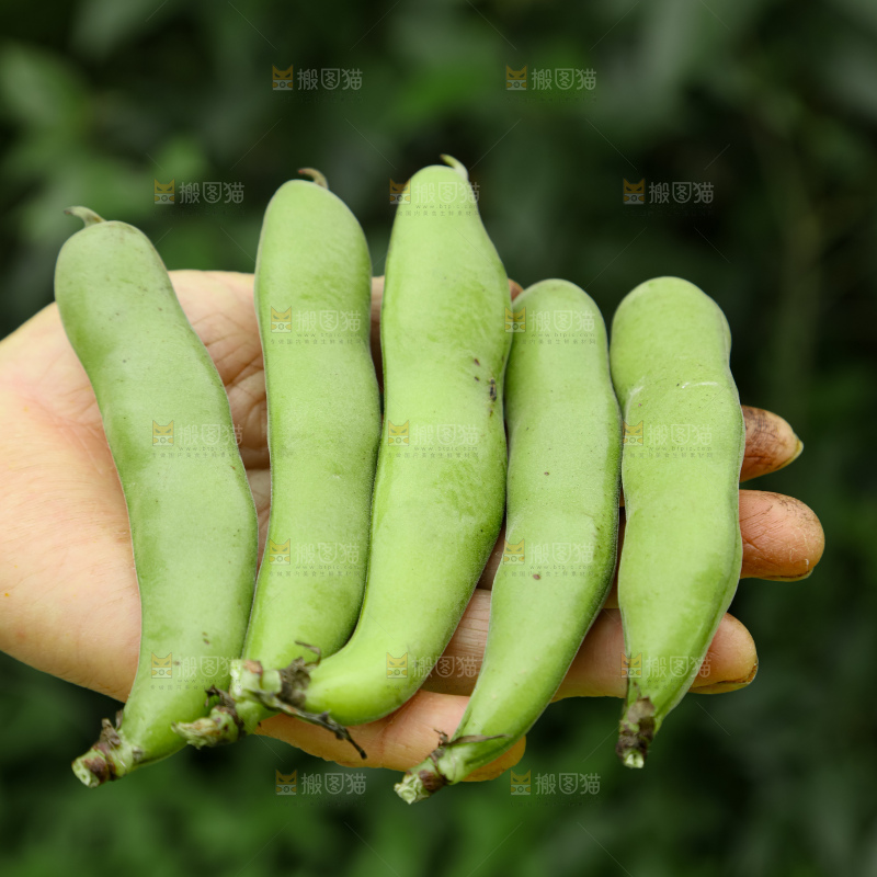 蚕豆