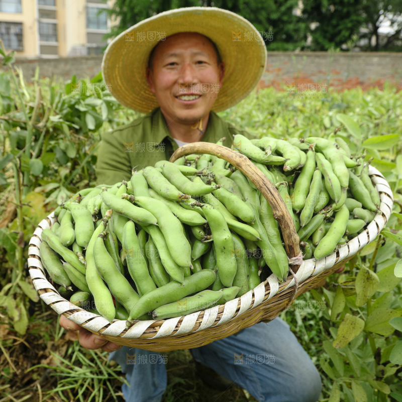 蚕豆