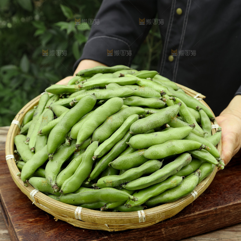 蚕豆