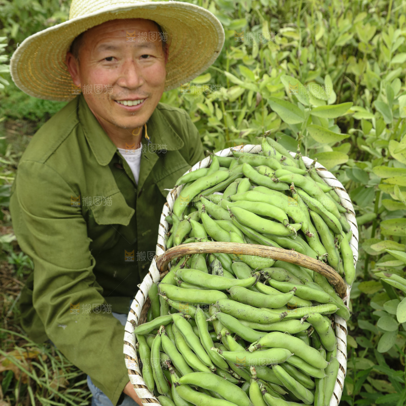 蚕豆
