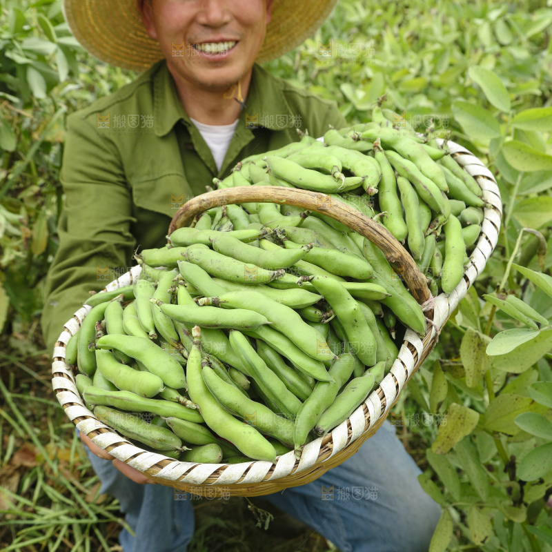 蚕豆