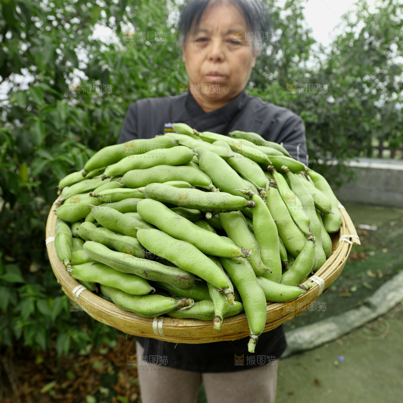 蚕豆