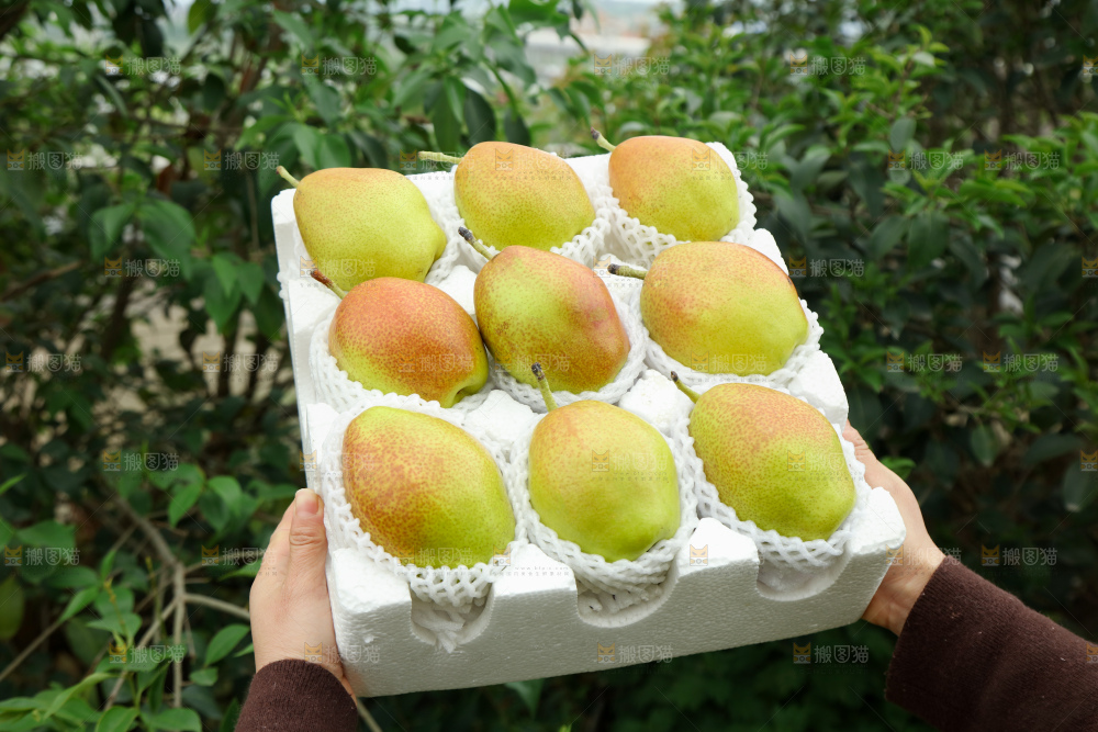 红香酥梨