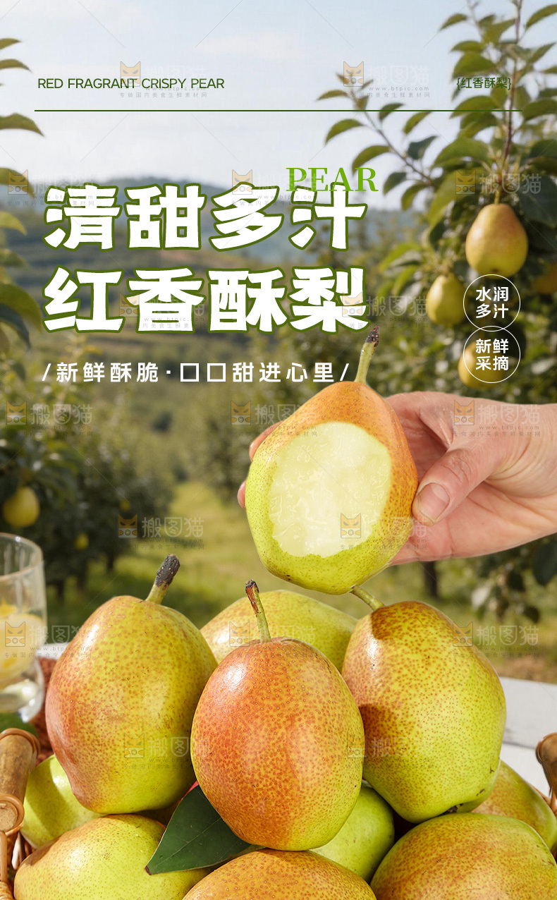 红香酥梨详情页