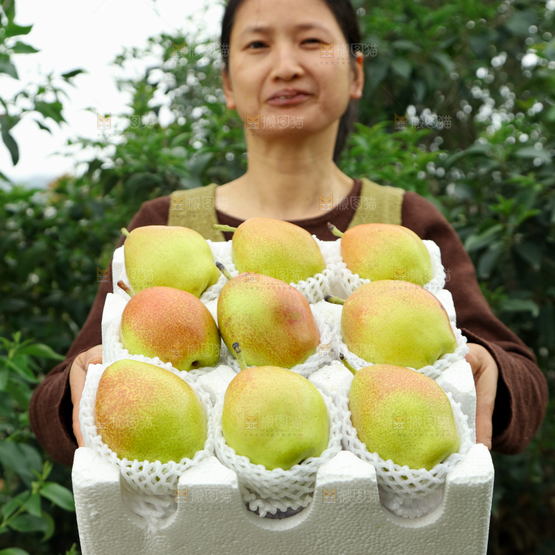 红香酥梨