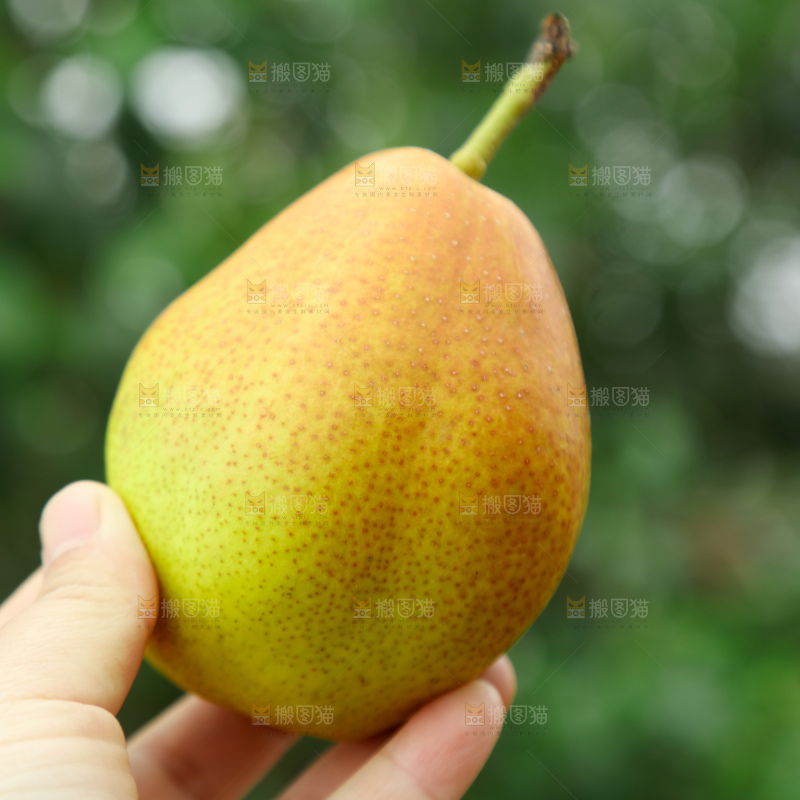 红香酥梨