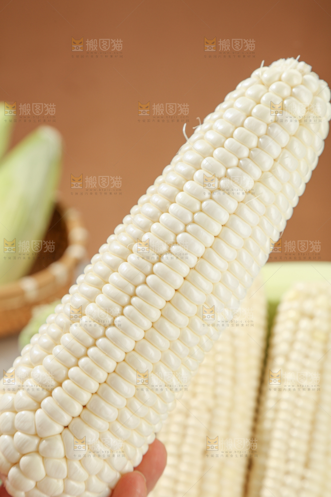 白糯玉米