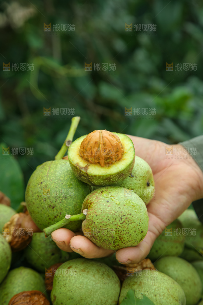 新鲜核桃