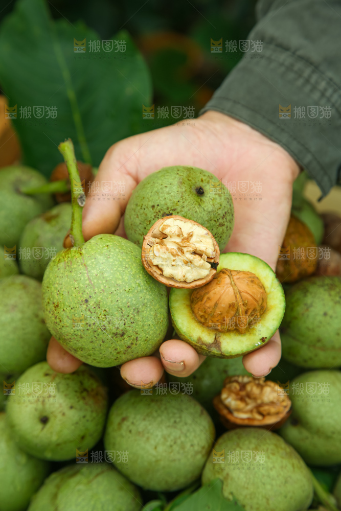 新鲜核桃