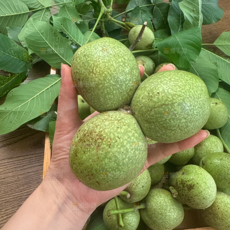 新鲜核桃