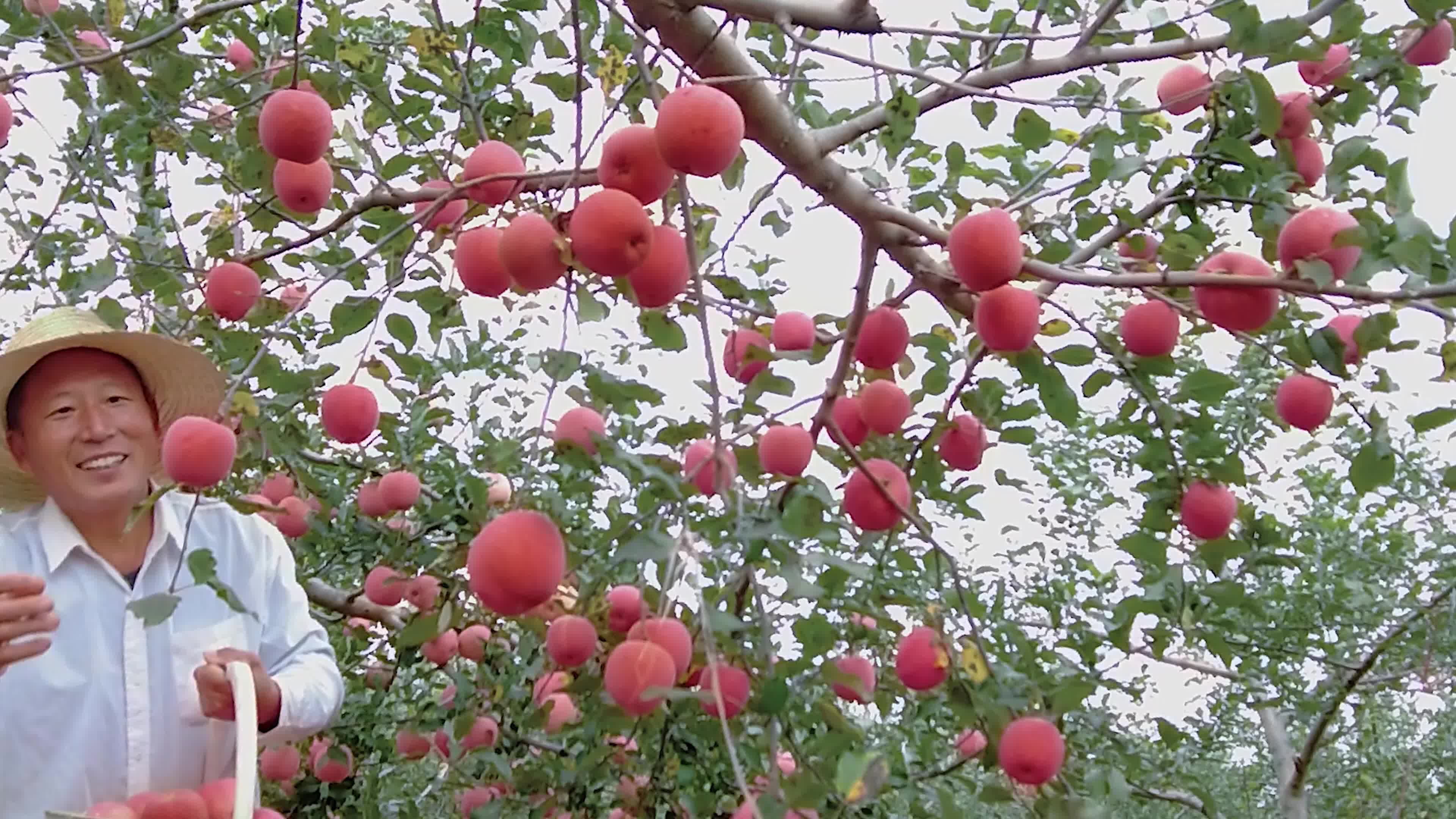 国光苹果 国光小苹果