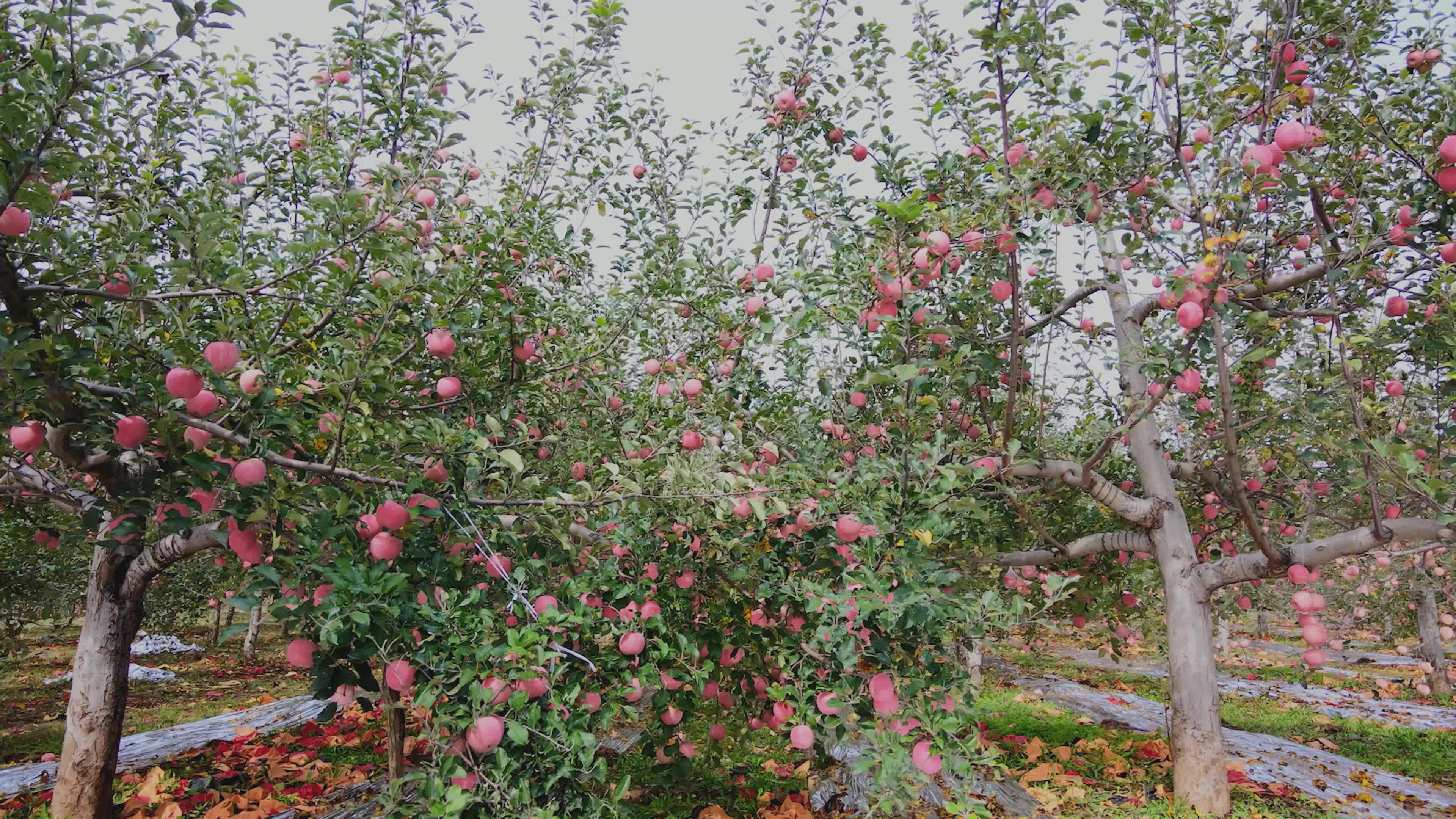 红富士苹果 苹果产地